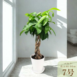 ϗtA pL 7   oXPbg O[ JXj JX J ړ]  AC a jz Vz oY Ƒe e Z 蕨 Mtg  CeA k X ݊ 