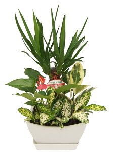 ϗtA 񂹐A bJ Gt@eByX (N̖) p󓩊픫 7 uyIvV 󂯎MtE{ED(D)^bZ[WJ[hzlC CeAO[ Mtg v