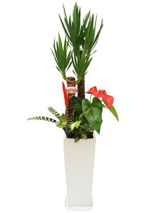 ϗtA 񂹐A bJ Gt@eByX (N̖) p픫 8 u 픫yIvV 󂯎MtE{ED(D)^bZ[WJ[hzlC CeAO[ Mt