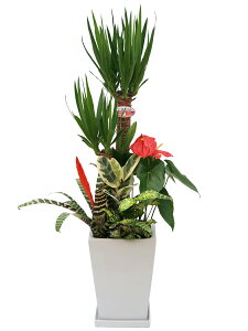 ϗtA 񂹐A bJ (N̖) 񂹐A ڃp픫 9 u 픫yIvV 󂯎MtE{ED(D)^bZ[WJ[hzlC CeAO[ Mtg v