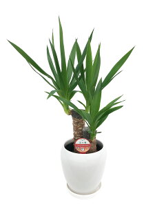 ϗtA bJ N̖ ۓ픫 5 u 픫 CeA v[g @lj JX J ړ] a Vz z JtF Xg T 蕨