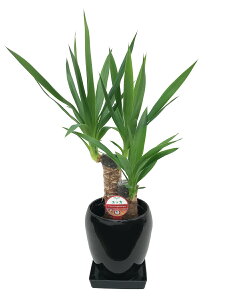 ϗtA bJ N̖ ۓ픫 5 u 픫 CeA v[g @lj JX J ړ] a Vz z JtF Xg T 蕨