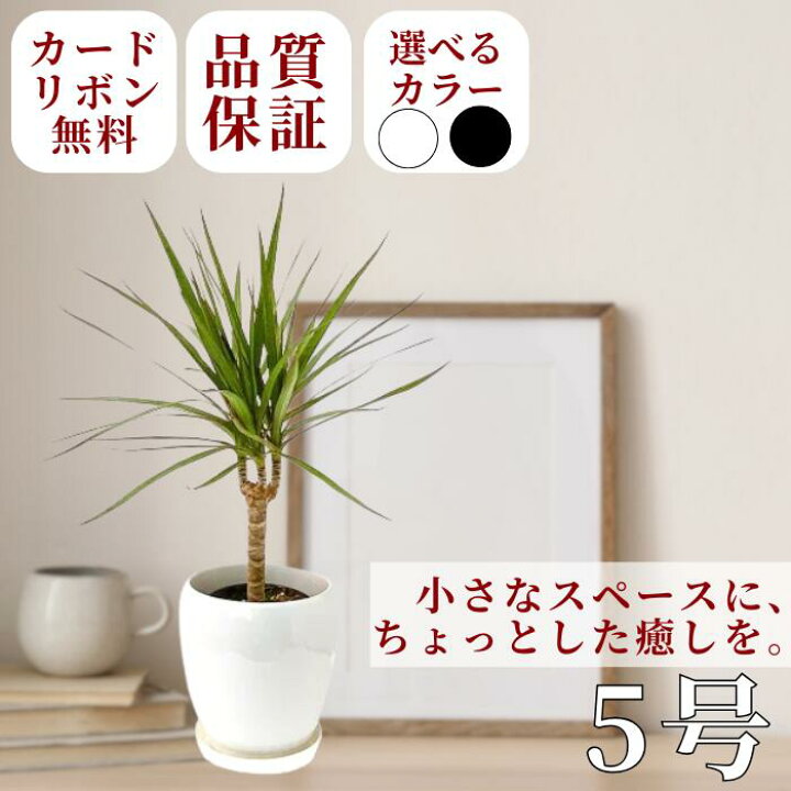 楽天市場】観葉植物 ドラセナ・コンシンネ 丸陶器鉢 5号 白鉢 黒鉢 床 