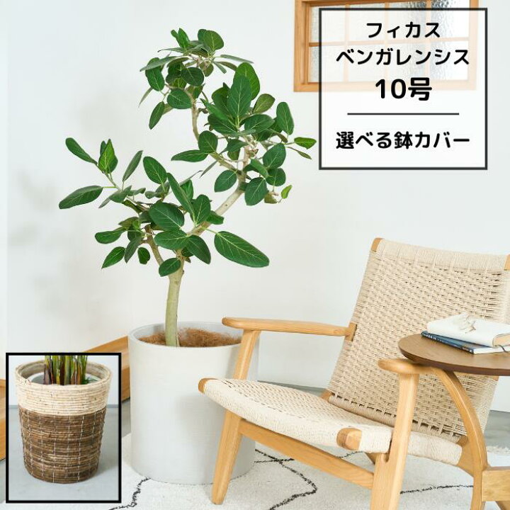楽天市場】観葉植物 大型 フィカスベンガレンシス ゴムの木 10号鉢 