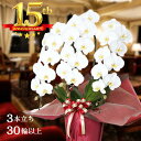 【全品5倍ポイント中】胡蝶蘭 大輪 3本立ち 30輪 以上保証(蕾含) 花色3種から選択 高品質 産地直送 写真配信あり 豪華 ラッピング ギフト お祝い 定番 花 贈り物 誕生日 開店祝い 開業 開院 移転 就任 昇進 当選