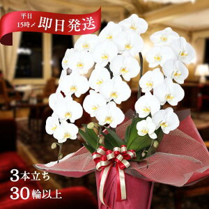 Ӓ  3{ 30 ȏۏ(Q) ԐF3킩I hV̓ i Yn ʐ^zM   bsO Mtg j   蕨 a JXj J J@ ړ]