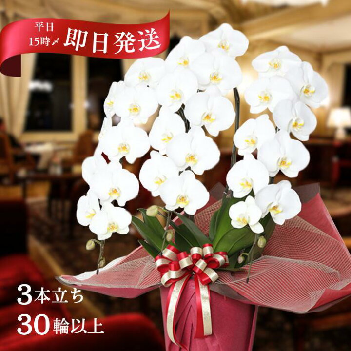 楽天市場】胡蝶蘭 大輪 3本立ち 30輪 以上保証(蕾含) 花色3種から選択 