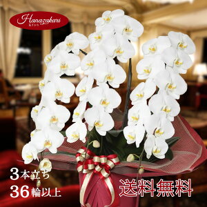 yP5{z Ӓ 3{ 36ֈȏۏ(Q܂) i Yn  ʐ^zM  bsO Mtg j  蕨 a JXj J J@ ړ] ސE AC 呍 В 