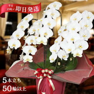 胡蝶蘭 5本立ち エクセ 50輪以上保証 蕾含む 豪華 高品質 産地直送 送料無料 写真配信サービス 豪華ラッ…