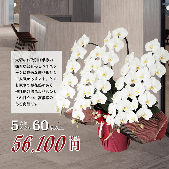 楽天市場】高級・豪華胡蝶蘭5本立ち60輪以上保証（蕾含む)高品質 産地 