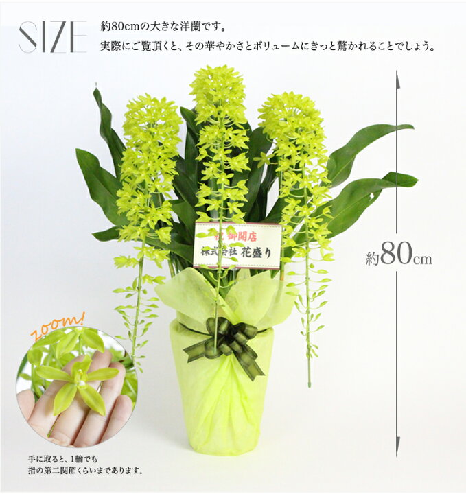 楽天市場 洋蘭 グラマトフィラム 3本立アーチ仕立て 送料無料 夏季限定6月 8月 約80cmの大型洋蘭 開店祝い 開業祝い 新築祝い 誕生日 結婚祝い お中元 おしゃれ 夏のギフトに最適 楽ギフ 包装選択 楽ギフ メッセ入力 Rcp 即s15 花盛り