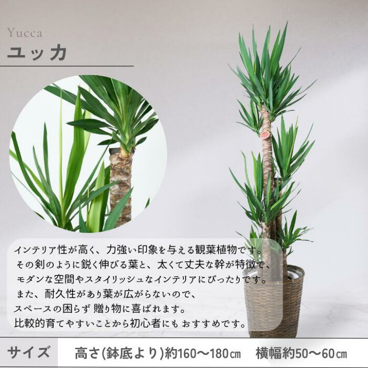 楽天市場】観葉植物 大型 10号鉢 ユッカ エレファンティペス (青年の木 