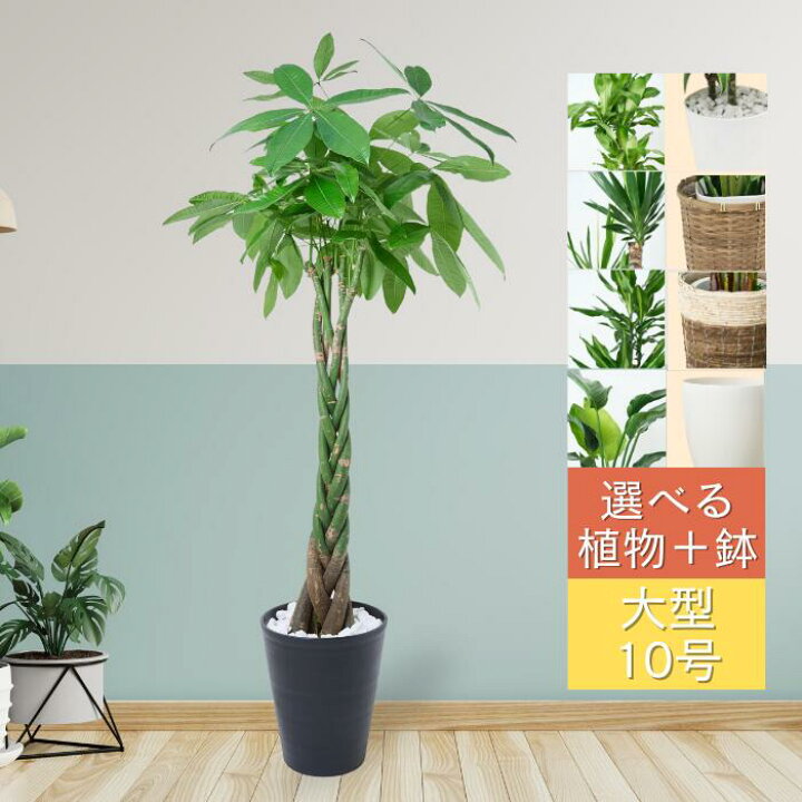 楽天市場】観葉植物 鉢と品種が選べる10号鉢 大型 ドラセナ 
