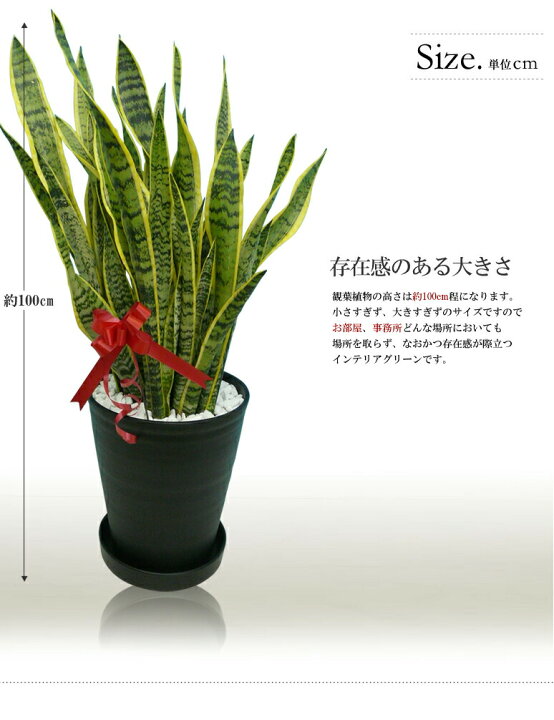楽天市場 観葉植物 大型 サンスベリア サンセベリア トリファスキアタ ローレンティ 10号鉢 マイナスイオン トラノオ 黒丸 鉢 皿付 送料無料 お祝い 開店祝い ギフト 贈り物 インテリア 竣工祝い お中元 お歳暮 移転祝い 開業祝い オフィス用 Rcp 即s12 花盛り