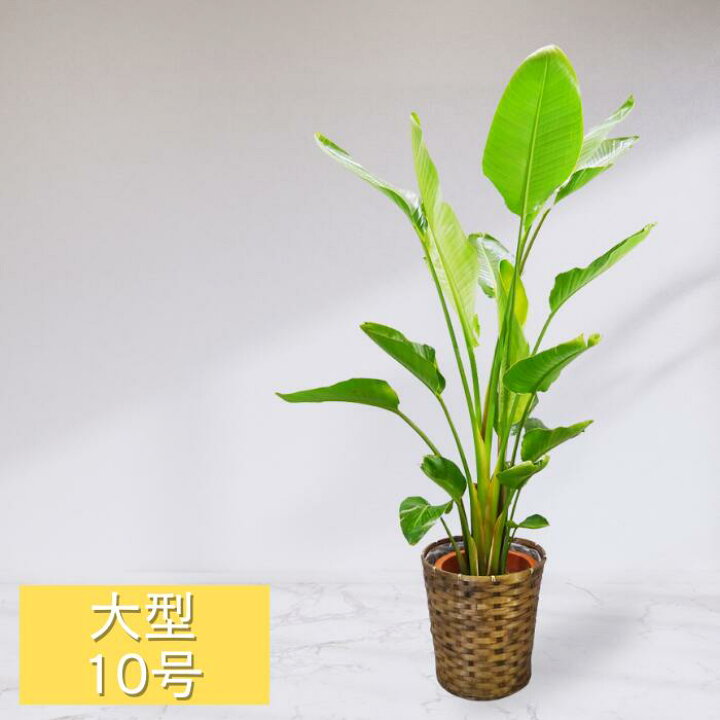 楽天市場】観葉植物 10号鉢 ストレリチア・オーガスタ カゴ ギフト 