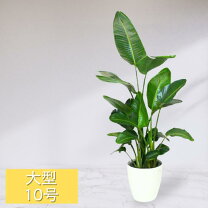 楽天市場】オーガスタ 160の通販