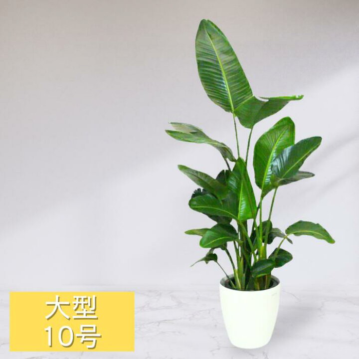 楽天市場】観葉植物 大型10号鉢 ストレリチア・オーガスタ ラスター 
