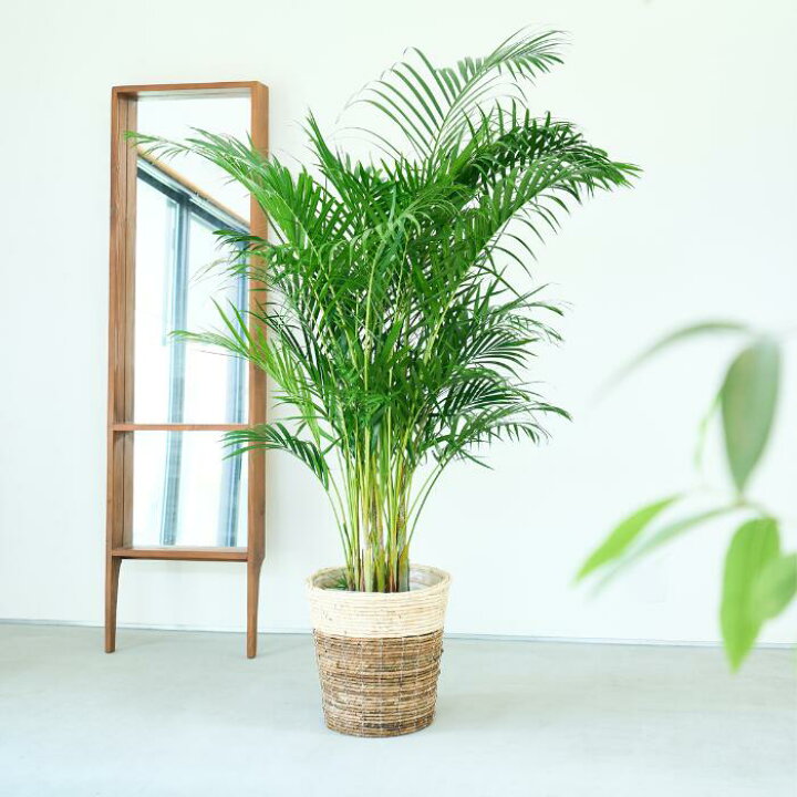 楽天市場】【月間出荷1位】 観葉植物 大型 アレカヤシ 10号鉢 法人祝 
