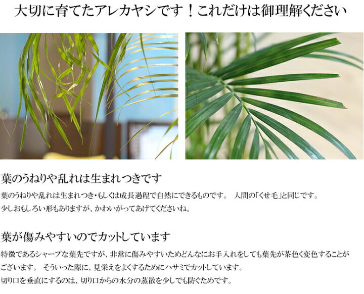 楽天市場 観葉植物 大型 アレカヤシ 10号鉢 送料無料 ヤシの木 カゴ おしゃれなツートーンの鉢カバー付き 観葉植物 贈り物 お祝い 開店祝い 開業祝い 開院祝い 大型 観葉植物 インテリア 竣工祝い オフィスrcp Hls Du 即s12 花盛り