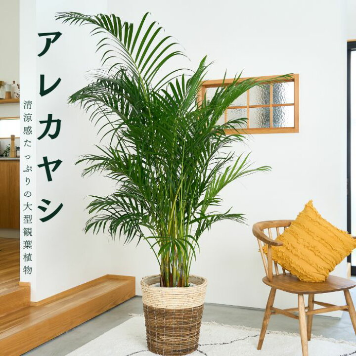 楽天市場】＼ブラックフライデーP5倍／観葉植物 大型 アレカヤシ 10号 