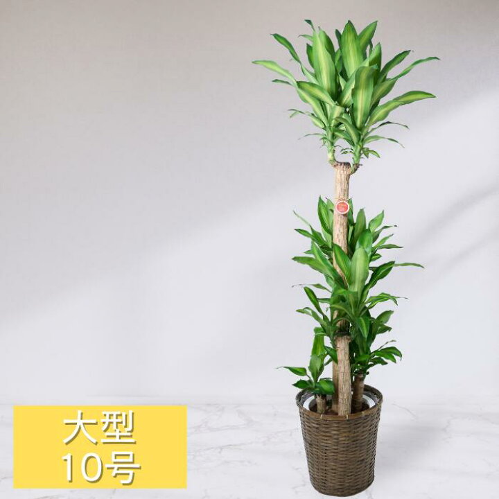 楽天市場】観葉植物 大型 10号鉢 ドラセナ フレグランス 