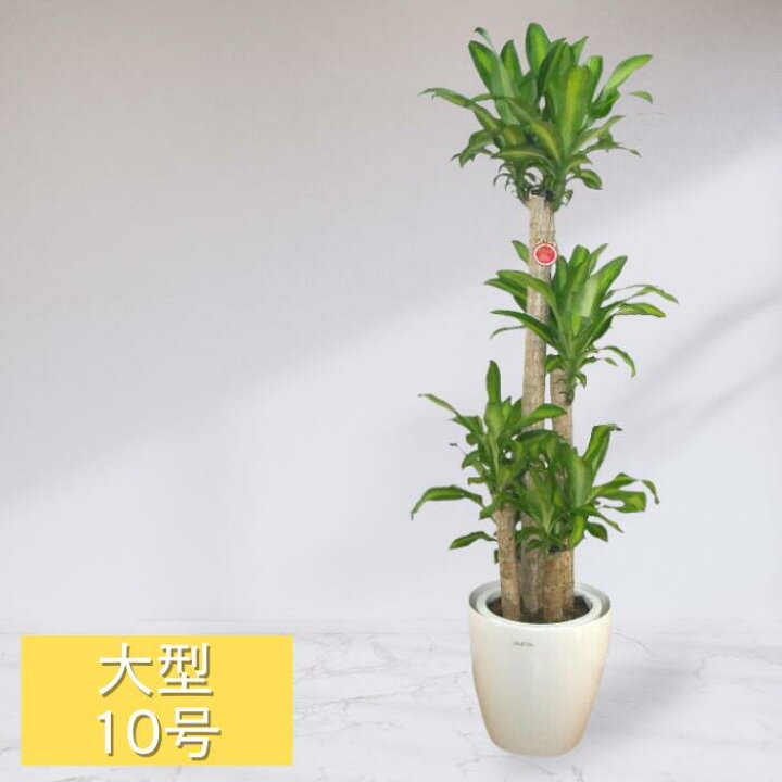 楽天市場】観葉植物 10号鉢 ドラセナ フレグランス マッサンゲアナ 