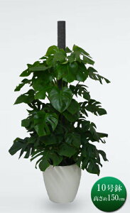 ϗtA ^ Xe wS d 10 X^[|bg lC}㏸IMtg A  Ă₷ @lj ItBX 蕨 a j Vzj JXj J J J@ 