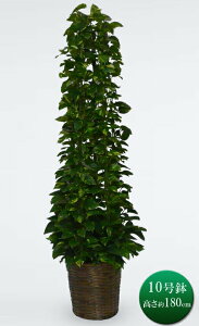 ϗtA ^ |gX ^[ d 10 JS Mtg A  Ă₷ @lj ItBX 蕨 aj Vzj JXj J J J@ ړ] N V  