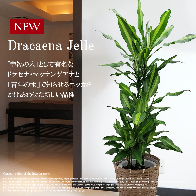 楽天市場】観葉植物 大型 幸福の木 ドラセナ・マッサンゲアナ パキラ