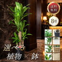 観葉植物 大型 鉢と品種が選べる8号鉢 ドラセナ・マッサンゲアナ (幸福の木)／パキラ／ユッカ(青年の木)／ドラセナ ジ…