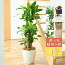 【スーパーセール★ポイント5倍】観葉植物 大型 鉢と品種が選べる8号鉢 ドラセナ・マッサンゲアナ (幸福の木)／パキラ／ユッカ(青年の木)／ドラセナ ジェレ／オーガスタ 贈り物 誕生日 結婚祝 新築祝 開店 開業 開設 開所 開院 周年 移転 美容院 店舗 事務所 新居 新築