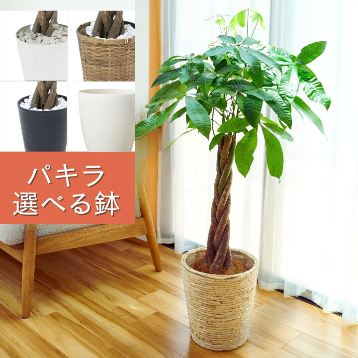 楽天市場】＼ 観葉植物ランキング1位 ／ 観葉植物 大型 パキラ 8号鉢 
