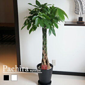 楽天市場 観葉植物 人気ランキング1位 売れ筋商品