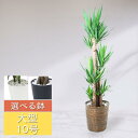 観葉植物 10号鉢 ユッカ エレファンティペス (青年の木) 選べる 黒丸鉢 白丸鉢 バスケット ギフト 法人祝い 開店祝い 開業祝い 移転祝い 開設祝い 事務所 カフェ レストラン 美容院 インテリア リビング 誕生日 記念日 新築祝い 引っ越し祝い