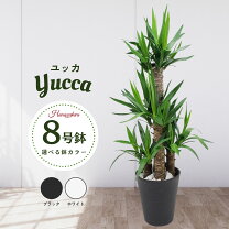 楽天市場】ユッカ 8号の通販