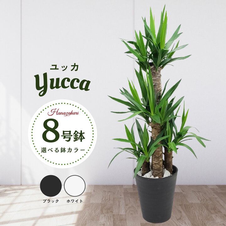 楽天市場】観葉植物 大型 ユッカ エレファンティペス 青年の木 8号鉢 