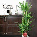寒さに強い 観葉植物 ユッカ エレファンティペス 青年の木 8号鉢 黒丸鉢皿付 大型【送料無料】冬におすすめ【新生活 お祝い 開店祝いギフト 贈り物 出産祝い ...