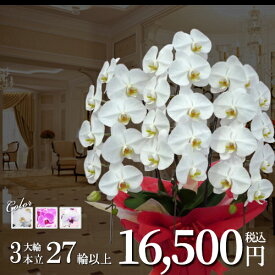 楽天市場 胡蝶蘭 ランキングの通販