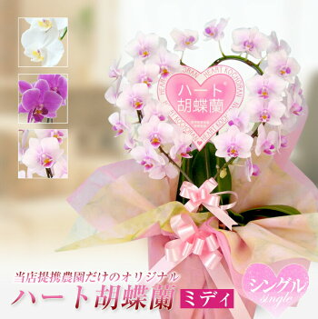楽天市場 種類 立花で選ぶ ハート胡蝶蘭 シングル 花盛り