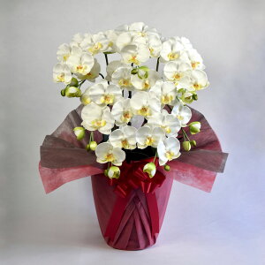 yԁzG}Ӓ@5{ ԐFʐ^zM  bsO Mtg j   蕨 a JXj J J@ ړ] AC i N I  җ  䋟 ܏j