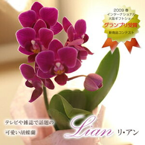 ~jӒ A ~^ pbP[W~fBӒ i Yn  bsO v`Mtg j  蕨 a  V i  JXj J J@ ړ] a AC i 