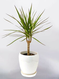 ϗtA hZiERVl ۓ픫 5   u 픫 Ȕ @lj  蕨 CeA 蕨 j Vzj JXj J J J@ ړ] V