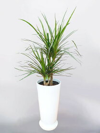 観葉植物 ドラセナ・コンシンネ 丸高陶器鉢 6号 床置き 陶器鉢【無料オプション 受け皿付・リボン・立札(紙札)／メッセージカード】ギフト プレゼント おしゃれな鉢 法人祝い おしゃれ 贈り物 インテリア 贈り物