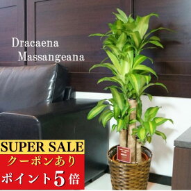 【スパセP5倍+クーポン配布】大人気商品！観葉植物 大型 ドラセナ・マッサンゲアナ (幸福の木) ／パキラ／ユッカ／ドラセナ ジェレ 鉢と品種が選べる8号鉢(黒丸鉢 白丸鉢) 無料オプション ・リボン・立札／メッセージカード 開店祝い 移転祝い おすすめ 送料無料