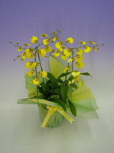 花 オンシジュームの人気商品 通販 価格比較 価格 Com 花 オンシジュームの人気商品 通販 価格比較 価格 Com