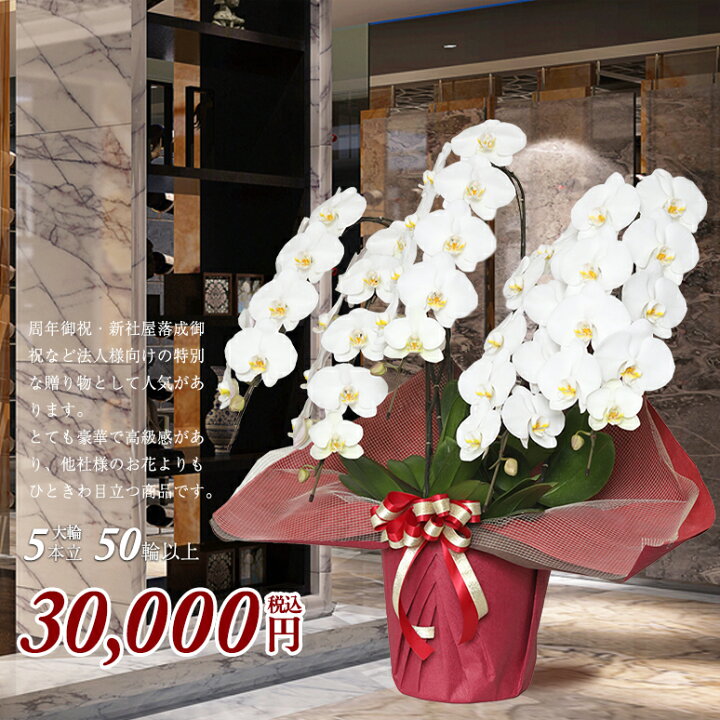 楽天市場 豪華 胡蝶蘭 5本立ち エクセ 50輪以上保証 蕾含 送料無料 花色3種から選択 お祝い 開店祝い ギフト 贈り物 出産祝い 花 敬老の日 お供え 新築祝い 開業祝い 還暦祝い 古希祝い お中元 お歳暮 結婚祝 誕生日 総選挙 当選 花盛り 楽天市場 豪華 胡蝶蘭 5本立ち エクセ 50輪以上保証 蕾含 送料無料 花色3種から選択 お祝い 開店祝い ギフト 贈り物 出産祝い 花 敬老の日 お供え 新築祝い 開業祝い 還暦祝い 古希祝い お中元 お歳暮 結婚祝 誕生日 総選挙 当選 花盛り