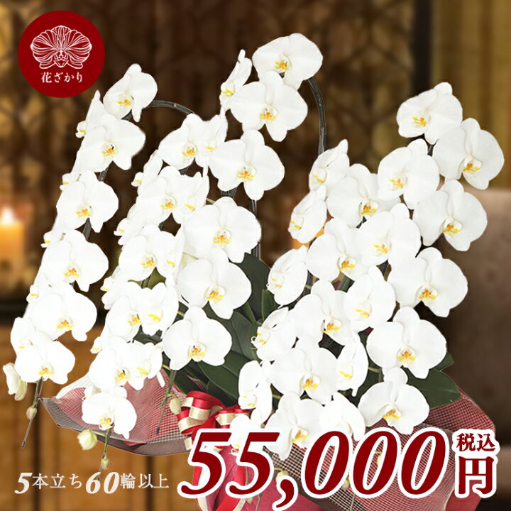 楽天市場 高級 豪華胡蝶蘭5本立ち60輪以上保証 蕾含む 送料無料 開店祝い 開業祝い 開院祝い 竣工祝い 社長就任 昇進祝い 周年祝いなど特別なお祝いに 花 胡蝶蘭 記憶に残る胡蝶蘭 総選挙 当選 お歳暮 花盛り