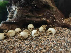 骸骨 ドクロ 置物 インテリア 飾り デコレーション 装飾 オーナメント ハロウィン スカル メンズ レディース スケルトン 水槽 おしゃれ ホーム