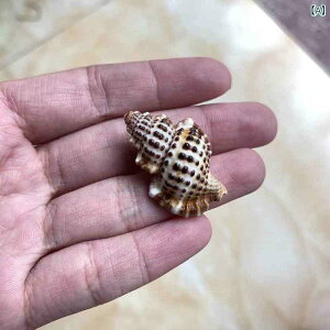 �V�F�� �V�R ���j�犪���L ���h�J�� �h�ւ��p �A�N�A���E�� ���� ���C�A�E�g DIY �n���h���C�h ���� �I�u�W�F ���R�f�� ����p�i
