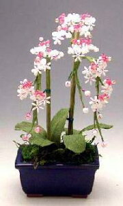 ~ ~j RvIWir[Y~̓Lbg Ӓ bfk ym9 |̎Rv